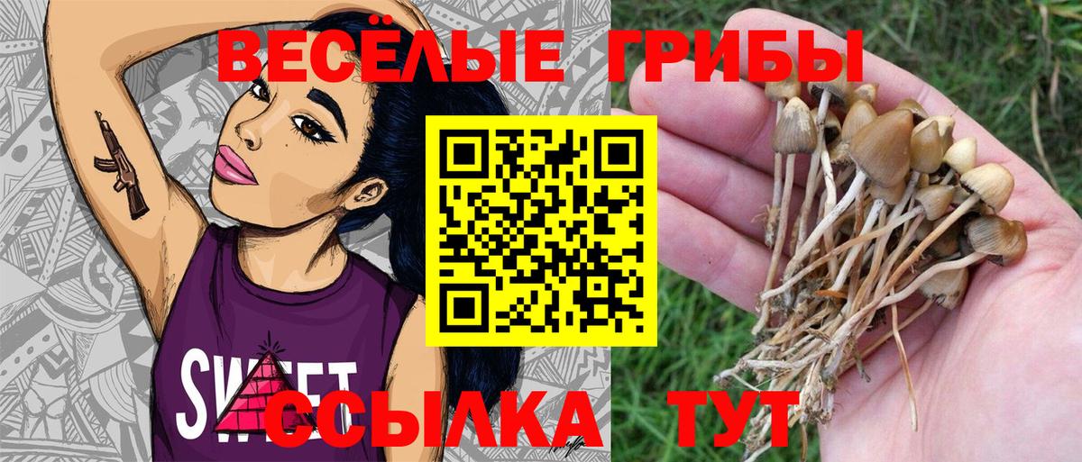 Сланцы  Псилоцибиновые грибы Psilocybine cubensis  Псилоцибиновые грибы Cubensis  Вход с VPN 